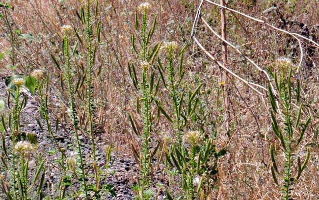 Polanisia dodecandra, Redwhisker Clammyweed